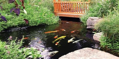 Things To Know About Maintenance Of Large Koi Pond