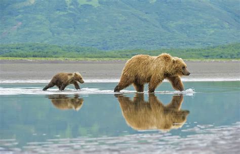 Brown Bear and Cub - Cool Wildlife