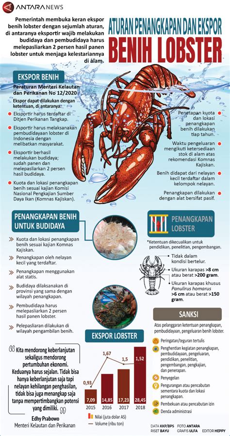 Aturan Penangkapan Dan Ekspor Benih Lobster Infografik Antara News