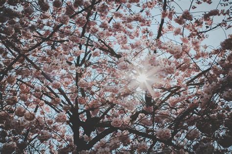 White Cherry Blossoms · Free Stock Photo