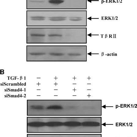 Antagonism of TGF β1 induced ERK1 2 phosphorylation enhances