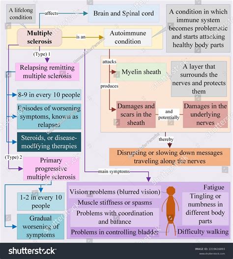 423 Multiple Sclerosis Spinal Cord Images, Stock Photos & Vectors ...
