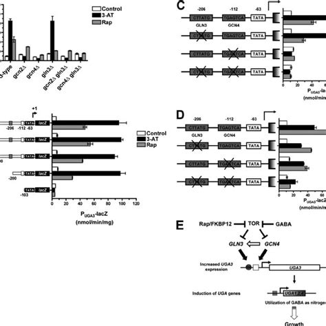 The Role Of The General Amino Acid Control Pathway In Tor Regulated