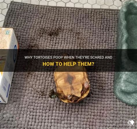 Why Tortoises Poop When Theyre Scared And How To Help Them Petshun