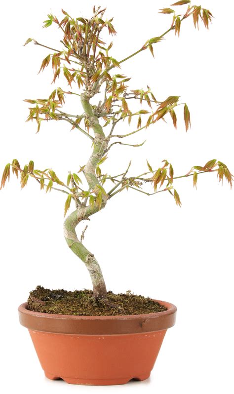 Acer palmatum, 24 cm, ± 8 years old - Bonsai Plaza