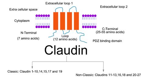 Claudin家族利剑出鞘共创未来 商家动态 资讯 生物在线