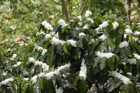 Flowering Coffee Plant