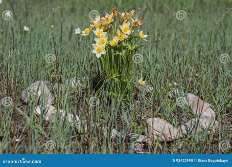 Mooie Bloemen Van Gele Wilde Sneeuwklokjes In Het Bos Onder Het Gras In