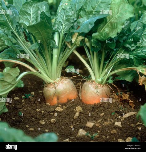 Fodder Beet Beta Vulgaris Mature Plants Ready For Harvest Stock Photo