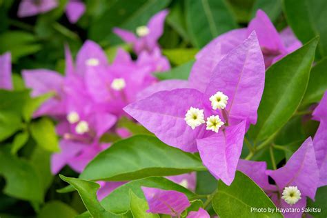 ブーゲンビリアの花