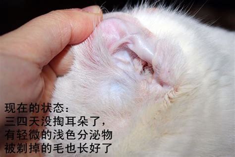 猫耳螨治疗胜利之不完全经验总结 知乎