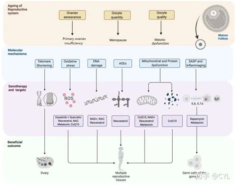 【文献翻译】细胞衰老在女性生殖衰老中的作用和衰老治疗干预的潜力 知乎