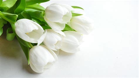 White Flower Hd Wallpapers Top Free White Flower Hd Backgrounds