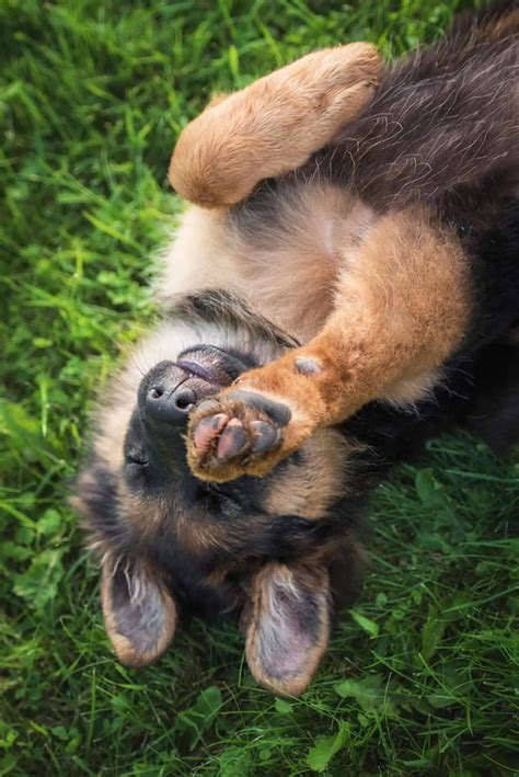 5 Smelly Reasons Why German Shepherds Roll On Dead Animals