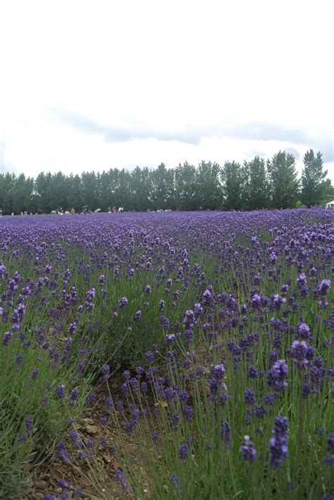 Lavender Fields in Furano - COFFEE, CAKES & SUITCASES