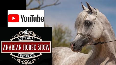 Scottsdale Arabian Horse Show 2024 Live Stream - Meara Sibylla