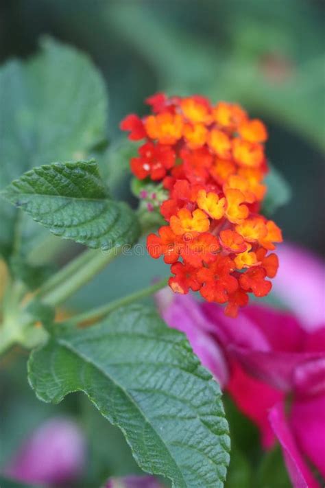 Red Orange And Yellow Lantana Flowers With Ridged Green Leaves Stock