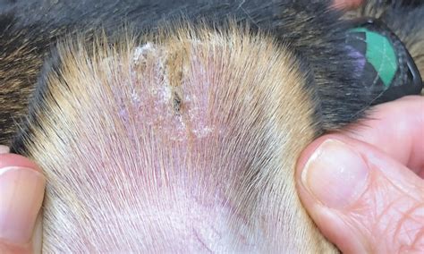 Ear Edge Dermatitis Dogs