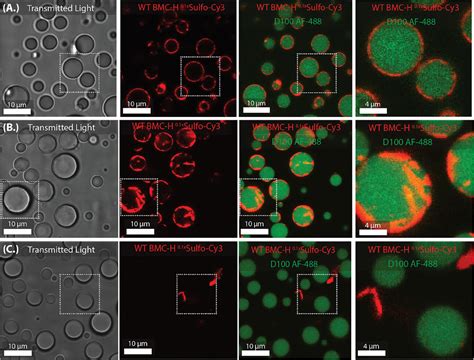 Interfacial Assembly Of Bacterial Microcompartment Shell Proteins In