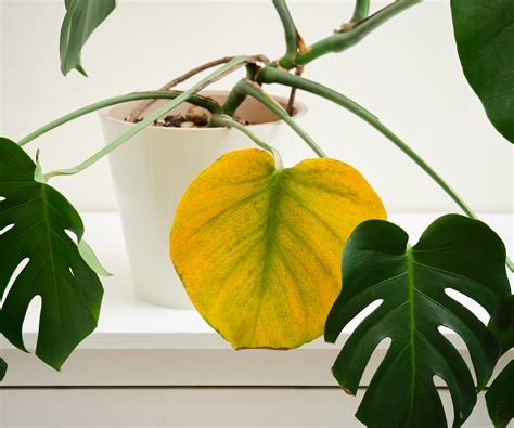 How to get rid of whiteflies on houseplants – 5 steps…