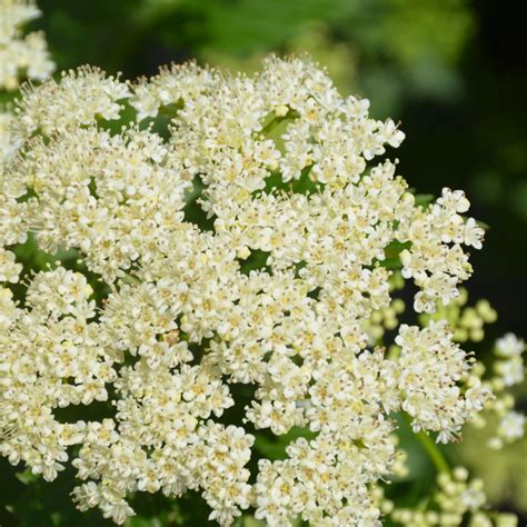 Autumn Jazz Viburnum Indy Plants