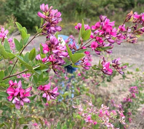 Perennial Native Bush Clover Shrub Seeds, Flowers Attractive to Hummingbirds Bees Butterflies - Etsy