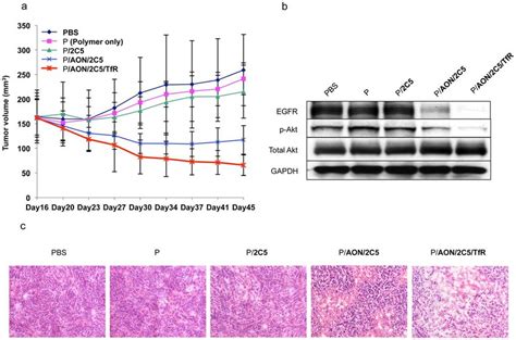 Tumor Inhibition In Mouse Model And Effects On Egfr Expression And Akt