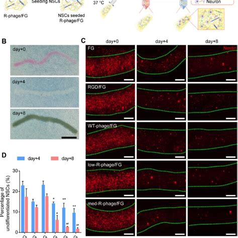 Differentiation Evaluation Of Neural Stem Cells Nscs In Hydrogels Download Scientific