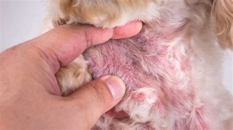 Dermatitis Por C Ncer En Perros Causas Y Tratamiento