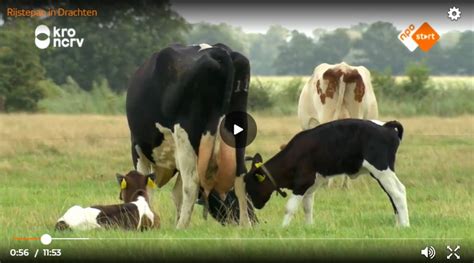 Kalf Bij Koe Op Tv Kalfjes Bij De Koe