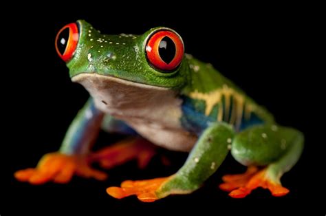 13 Gorgeous Pictures Remind Us Why Frogs Need Our Help