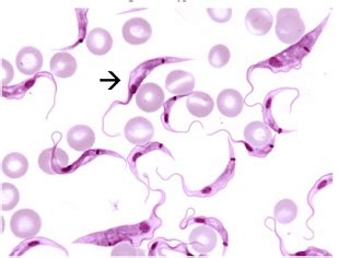 Traveling Small with a Nucleus: The Death Defying Stunts of Trypanosomes