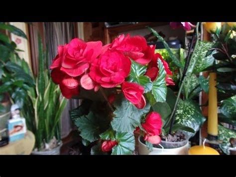 комнатные растения - бегония клубневая - YouTube | Бегония, Комнатные ...