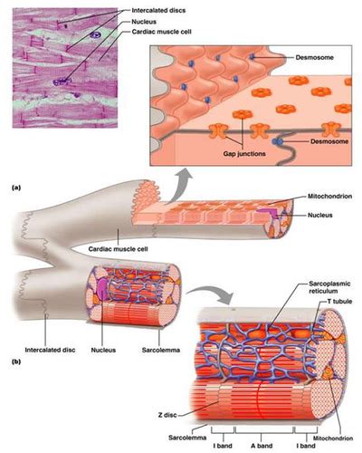 Desmosomes In Cardiac Muscle