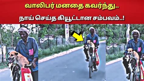 வாலிபர் மீது நாய் வைத்த பாசத்தால் நடப்பதை பாருங்க Youtube