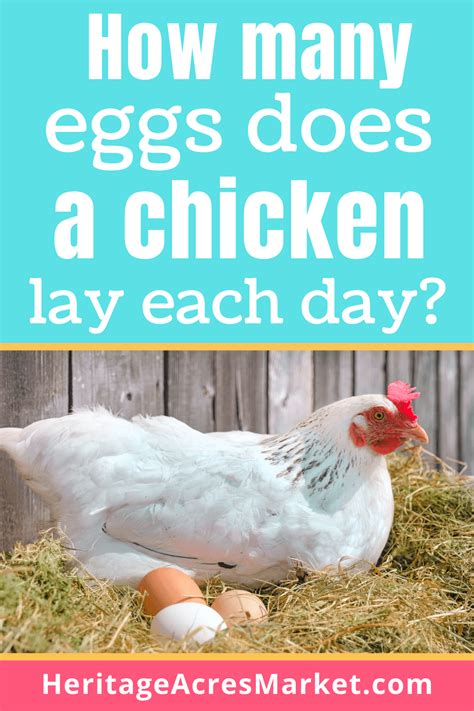 How Many Eggs Does A Chicken Lay A Day Heritage Acres Market Llc