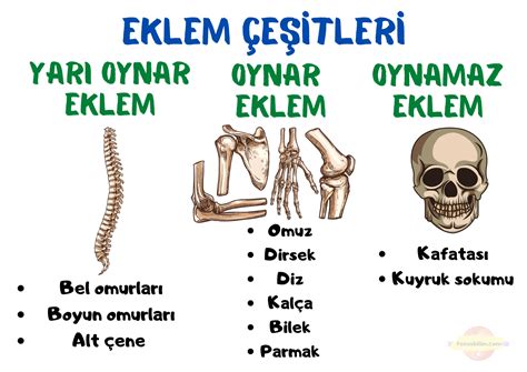 6 SINIF FEN BİLİMLERİ POSTERLERİ FENUS BİLİM