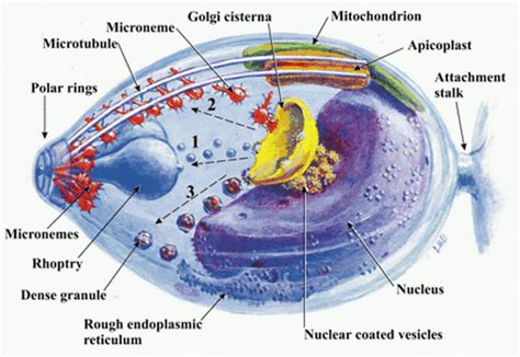 About Malaria - Spread Malaria Awareness