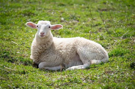 Ten Things You Didn’t Know About Sheep – Vegan-News.net