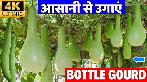 How To Grow Bottle Gourd लौकी को गमले में कैसे उगाये How To Grow Lauki Faster लौंकी का