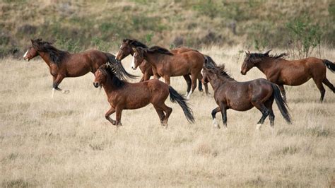 Wild Horse Muster Will Go Ahead Media Release 2 April 2019