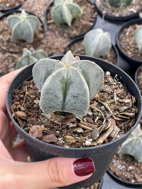 Astrophytum Myriostigma Bishops Cap Cactus Etsy