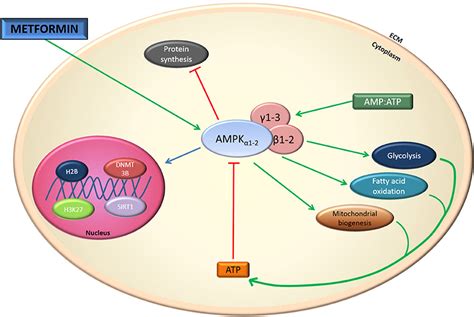 Frontiers Metformin In Reproductive Biology