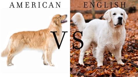 What Is The Difference Between An English And American Golden Retriever