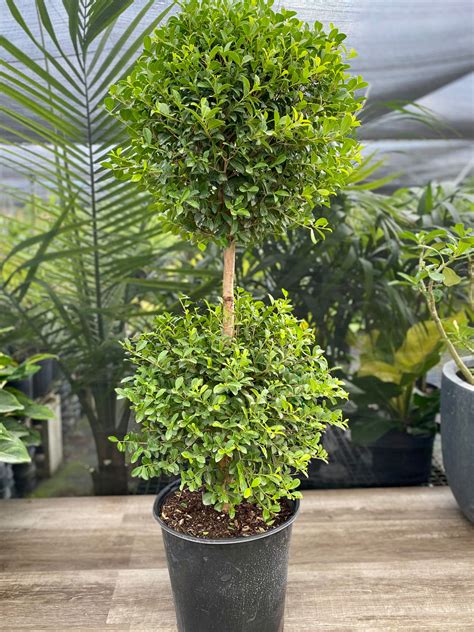 Topiary Eugenia 2-Ball Tree – Eureka Farms