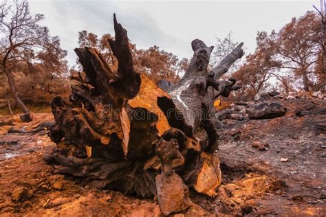 Large oak tree hit by fire stock photo. Image of environmental - 119115704