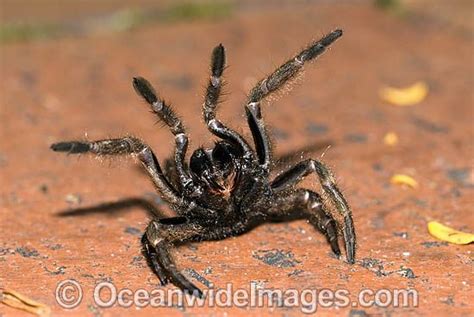 Funnel Web Spider, Coffs Harbour, Arachnids, Spiders, Snakes, Defence, Natural World, Dangerous ...