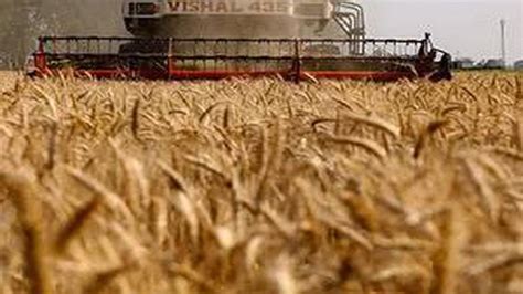 Gujarat To Begin Wheat Msp Procurement From March The Hindu