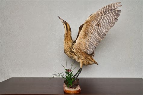 Great Bittern Taxidermy Bird Mount Mounted Stuffed Birds For Sale