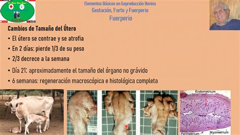 Puerperio en Bovinos Involución Uterina en Vacas YouTube